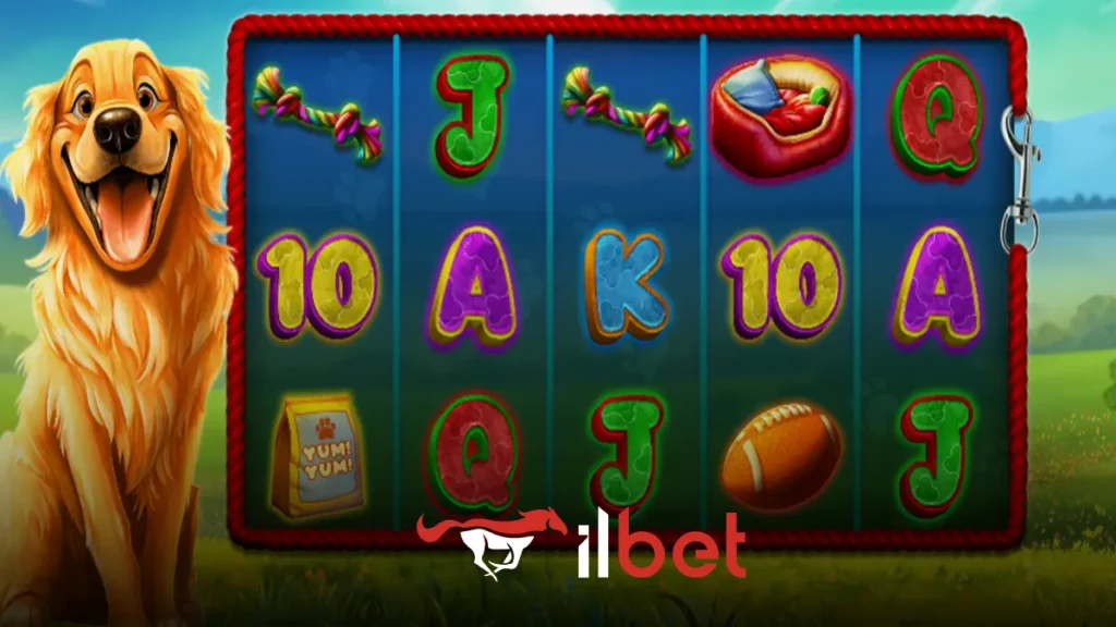 İlbet Golden Retriever oyunu